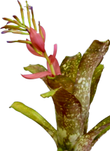 Billbergia p