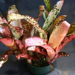 00-0-Copr_2021-Bromeliad_Paradiset.jpg