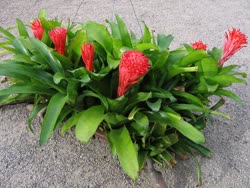 pyramidalis_var_concolor