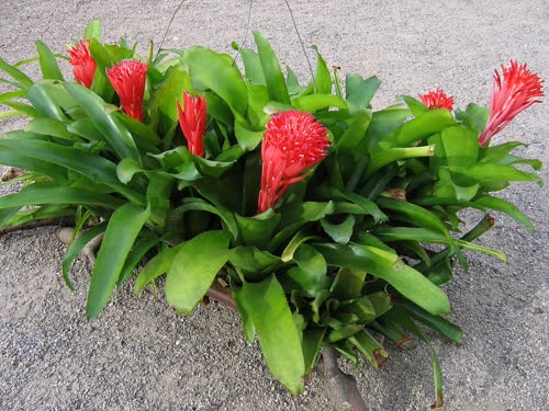 pyramidalis_var_concolor
