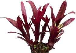 Billbergia r