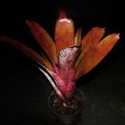 00-0-Copr_2021-Bromeliad_Paradiset.jpg