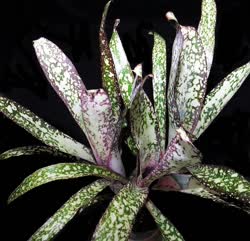 00-0-Copr_2021-Bromeliad_Paradiset.jpg