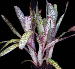 01-0-Copr_2021-Bromeliad_Paradiset.jpg