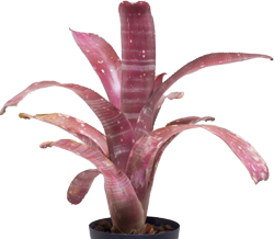 Billbergia t