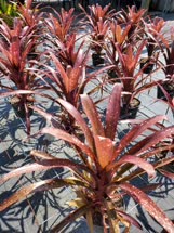 00-0-Copr_2021-Sundance_Orchids_and_Bromeliadst.jpg