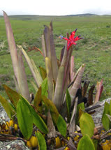 Billbergia v