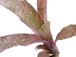 Billbergia w