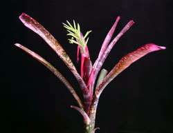 Billbergia z