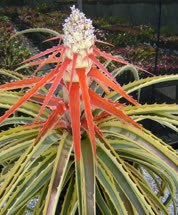 Bromelia Que_Sera