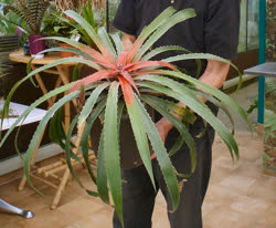 Bromelia flemingii