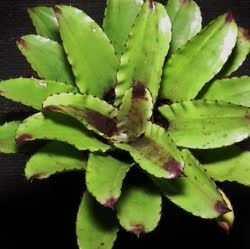 00-0-Copr_2021-Bromeliad_Paradiset.jpg