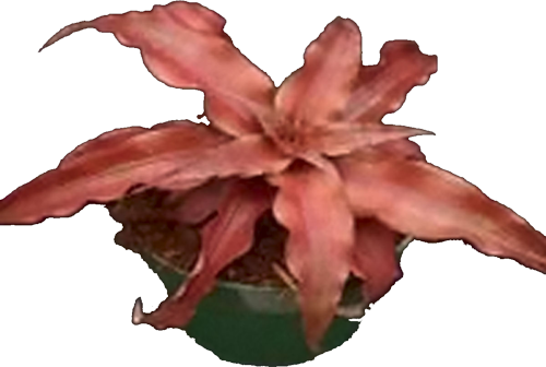 diverse_pink