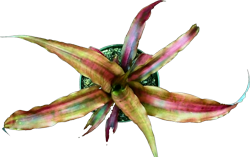 00-0-Copr_2021-Tropiflorat.png