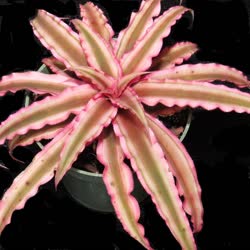 00-0-Copr_2021-Bromeliad_Paradiset.jpg