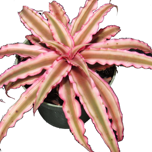 Cryptanthus