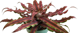 Cryptanthus medium