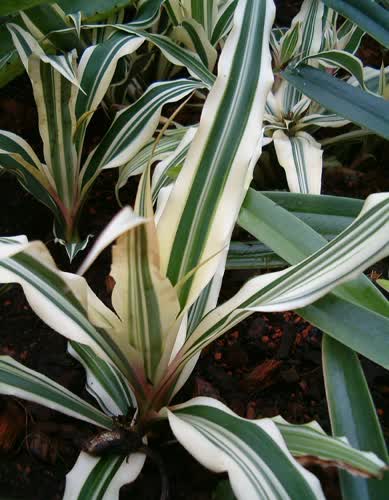 bromelioides