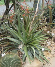 Deuterocohnia meziana