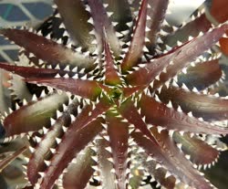 Dyckia Arizona_F2