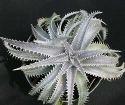 Dyckia Avalanche