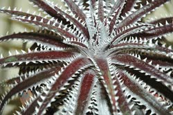 Dyckia BB_Hybrid