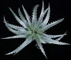 Dyckia Betty_Garrison