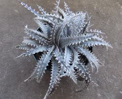 Dyckia Black_Ice