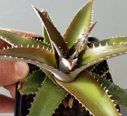 Dyckia Bordeaux