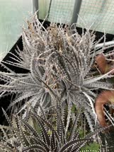 Dyckia Brazilian_Ice