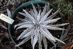 Dyckia Brittle_Star_F2