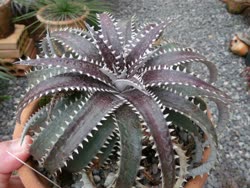 Dyckia California