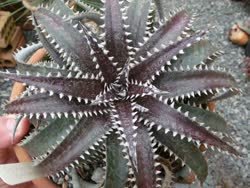 01-0-Copr_2021-Dyckia_Brazilt.jpg