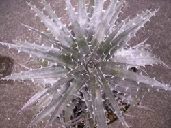 Dyckia Cat_Fight