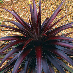 Dyckia Cherry_Coke