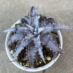 Dyckia Full_Metal_Jacket