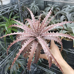 Dyckia Gargantua