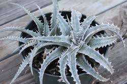 Dyckia Gray_Ops