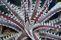 Dyckia Heaven_And_Hell