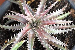 Dyckia Ice