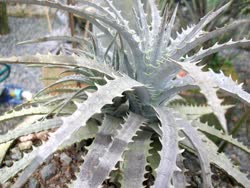 Dyckia Icicle