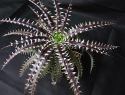 Dyckia Infrared