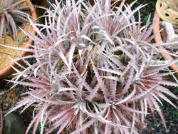 Dyckia Lad_Cutak