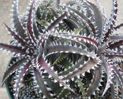 Dyckia Larry_The_Chopper