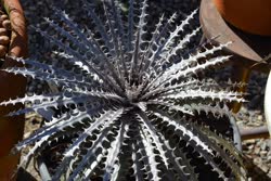 00-0-Copr_2021-Dyckia_Brazilt.jpg