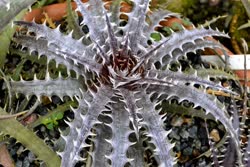 Dyckia Mercury