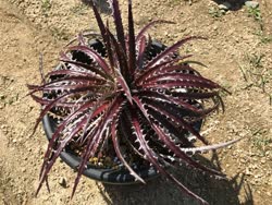 Dyckia Michael_Andreas