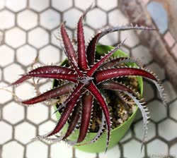 Dyckia Red_Ripper