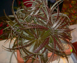 Dyckia Ruby_Ryde