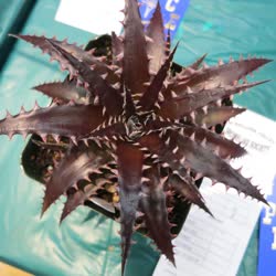 Dyckia Ruby_Snow